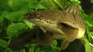 Secrets of the Polypterus [upl. by Ellehcyar]