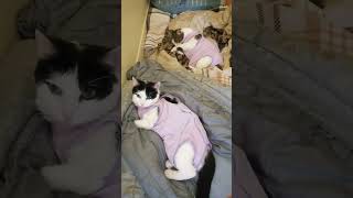 after spay Best dress for kittens for safety [upl. by Valencia]