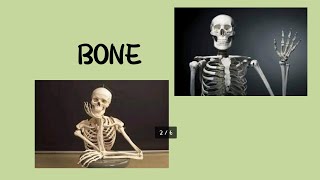 Skeletal System ☠️🦴🩻 Types of bones Function of skeletal system nursing bioscience 🦴 [upl. by Grados986]