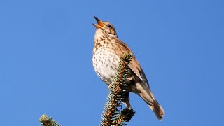 One Hour Relaxing Birdsong Song Thrush 4K [upl. by Doowron]