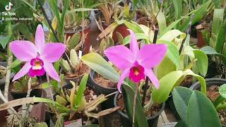 Laelia anceps [upl. by Klina]