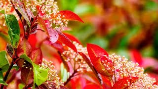 সিজিজিয়াম গাছের সম্পূর্ণ পরিচর্যাsyzygium plantPhotinia red robin plant carenature [upl. by Golter]