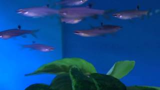 Splash Tetra Copella arnoldi  Tropical Fish [upl. by Eecats]