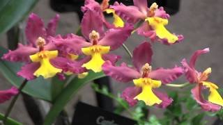 Orchids Extravaganza at Longwood Gardens [upl. by Miza]