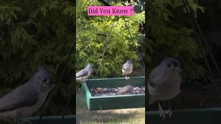 TUFTED TITMICE ARE CALLED WHAT Did You Know shorts [upl. by Anidene]