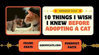 10 Things I Wish I Knew Before Adopting A Cat [upl. by Nylegna]