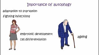 Autophagy  the 2016 Nobel Prize in Physiology or Medicine [upl. by Leaw]