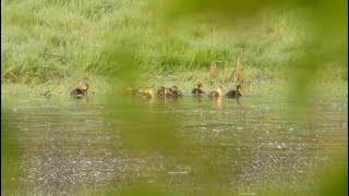 Mallard Ducklings x11 Mallard Adults 3 x male 1 x female Gadwall Ducks  13th Apr 2024 2 [upl. by Castorina]