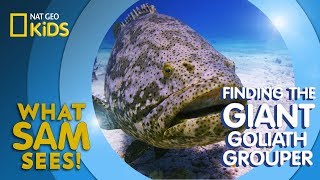 Finding the Giant Goliath Grouper  What Sam Sees [upl. by Moyna]