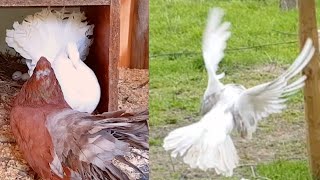 Indian Fantail Pigeons Flying Around the Aviary and Feeding Chicks [upl. by Erdnuaed662]