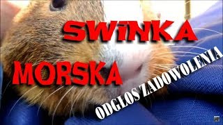 Swinka morska ciche odgłosy zadowolenia [upl. by Ardy]