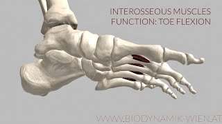 Interosseous Muscles Function Toe Flex 3d Animation [upl. by Adelice]