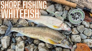 How To Catch Spawning Whitefish From Shore Kalamalka Lake and BONUS Ice Fishing for Brook Trout [upl. by Aliuqahs]