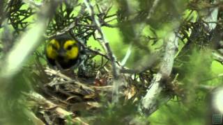 Goldencheeked Warblers  Postcard From Texas [upl. by Enylodnewg]