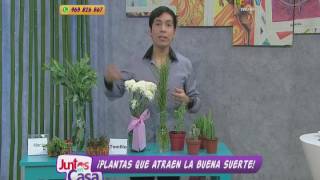 Estas son las plantas que atraen la buena suerte [upl. by Anoyi]