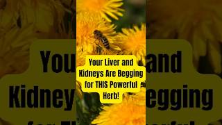 Your Liver and Kidneys Are Begging for THIS Powerful Herbquot LiverAndKidneys dandelion shorts [upl. by Lore]