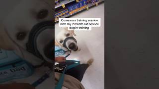 Training session with 9 month old service dog❤️ servicedog dogtraining dog youtubeshorts shorts [upl. by Ymassej]