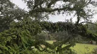 This Oak Tree is called the Merrimac It was listed in the Live Oak Society in 1976 [upl. by Pears649]