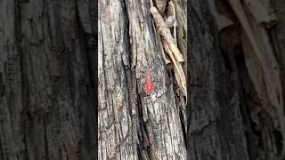 Boxelder bug Boisea trivittata found on abandoned railroad track bugslife love viralvideo vlog [upl. by Terese]