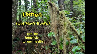 Usnea Health Benefits [upl. by Daeriam787]