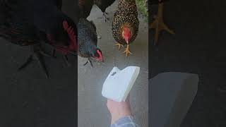 Giant fly snack chickens horsefly shorts homesteading [upl. by Notaes]