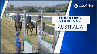 Educating yearlings in Australia [upl. by Ynnad]