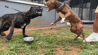 KING FLOKI VS CANE CORSO ‼️ SIAPAKAH P3MEN4NGNYA [upl. by Chadburn]