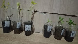 Soil texture determination practical experiment [upl. by Paderna]