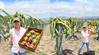 Cultivos Intensivos PITAHAYAS  Sistema Doble Espaldera  Fruta exótica ¿CARA  Huerta Nueva [upl. by Xxam710]