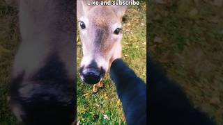 The Deer Whisperer Cute doe eyed doe [upl. by Haymo]