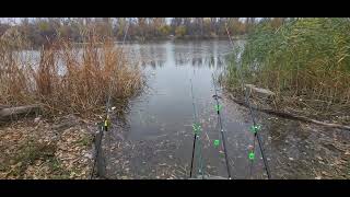 fishing for crucian carp on the lake [upl. by Kimmy624]