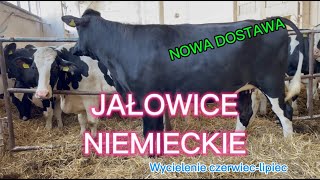 Nowa Dostawa Jałowice z Niemiec wycielenia czerwiec  lipiec Konrad Łomża tel 662244519 [upl. by Mirelle]