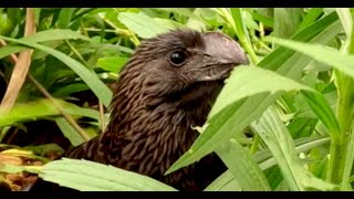 Pássaros Anupreto procurando por bichinhos Smoothbilled ani bird looking for insects 4 [upl. by Nnylimaj]