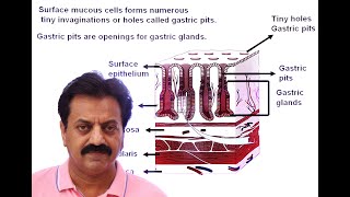 First year  Chapter 12  Nutrition  Part 19  Stomach  Parts of Stomach  Gastric glands [upl. by Alvie]