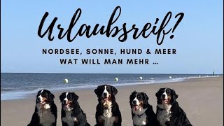 ☀️ Moin aus St PeterOrding ☀️ Nordsee Urlaub mit Hund 🐕 6 Personen amp 10 Hunde je Unterkunft [upl. by Yelssew375]