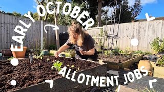 The Allotment in October  Autumn allotment jobs  Allotment gardening UK 2024 [upl. by Lihp]