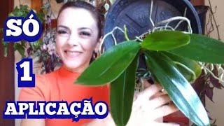 COMO DEIXAR O VEGETAL DA DUA ORQUÍDEA LINDO☝️ [upl. by Lawrence]