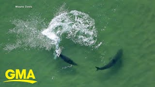 Shark attacks man in Texas [upl. by Winn]