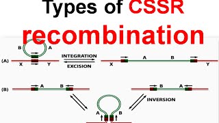 Types of CSSR recombination [upl. by Elmajian549]