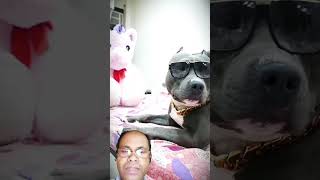 Bhago Bunnys brother Brody is here Funny Dog Short Video  Harpreet SDC [upl. by Ardnalak822]