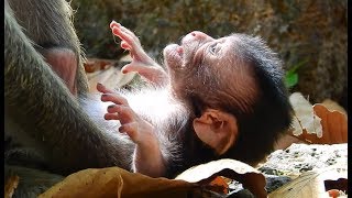 Newborn Monkey Cry Loudly And Very Hungry MV 0175 [upl. by Emmalyn]