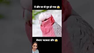 amazingfacts factsinhindi dog animals knowledge movie dogs dogvideo cartoon saveanimals [upl. by Malek]