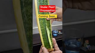 Snake Plant Propagation snakeplant propagation snakeplantinwater [upl. by Gamin]