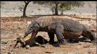 Viral❗️😱Komodo dragons run at full speed attacking live goats [upl. by Carolann]