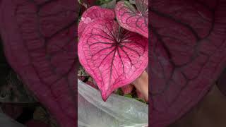 caladium plants pinkcaladium [upl. by Terence]