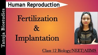 Human Reproduction  Fertilization and Implantation  Blastomeres amp Morula  Class 12 BiologyNEET [upl. by Venable109]