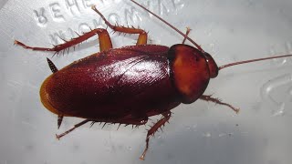 Crappy Care Guides Periplaneta brunnea Brown Cockroach [upl. by Aned690]