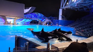 Orca Encounter killer Whales show at Sea World Orlando [upl. by Papke]