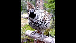 Curious Hazel grouse  Nyfiken järpe [upl. by Anum34]