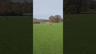 Holkham Hall Christmas Deer Ruting  Christmas  Holkham  North Norfolk  Wells Next The Sea [upl. by Mort]